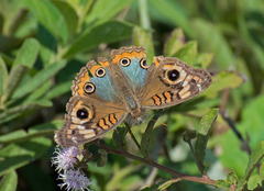 Junonia evarete
