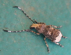 Platystomos albinus