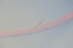 Aplocheilus lineatus