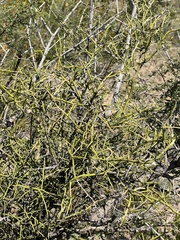 Koeberlinia spinosa