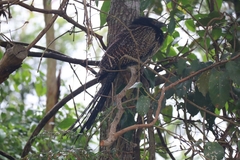 Centropus phasianinus