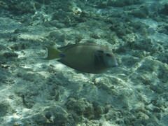 Acanthurus tennentii