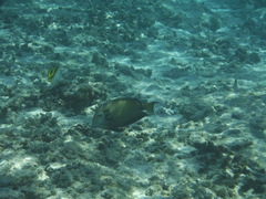 Acanthurus tennentii