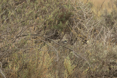 Curruca melanocephala