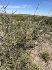 Koeberlinia spinosa