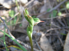 Pterostylis pusilla