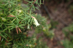 Leptecophylla divaricata