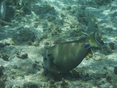 Acanthurus tennentii