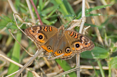 Junonia genoveva