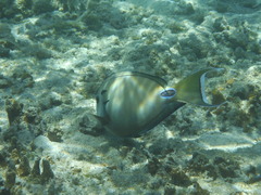 Acanthurus tennentii