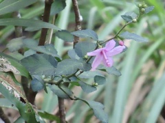 Urena procumbens