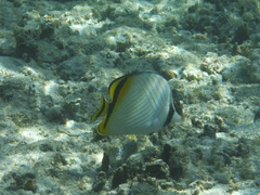 Chaetodon vagabundus