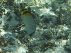 Chaetodon vagabundus