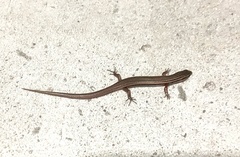Subdoluseps bowringii