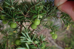 Leptecophylla divaricata