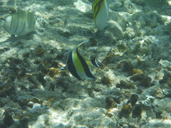 Zanclus cornutus