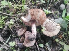 Lepiota brunneoincarnata