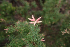 Leptecophylla divaricata