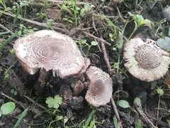 Lepiota brunneoincarnata