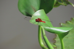 Rhodothemis rufa