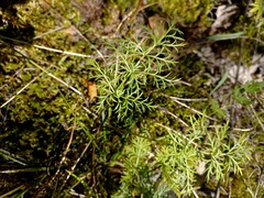 Aulacospermum anomalum