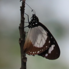 Amauris ochlea ochlea