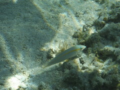 Halichoeres scapularis