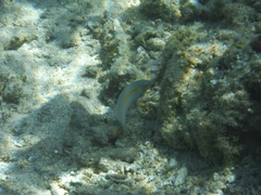 Halichoeres scapularis