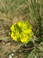 Euphorbia serrata
