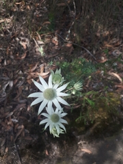 Actinotus helianthi