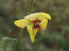 Verbascum blattaria