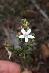 Philotheca verrucosa