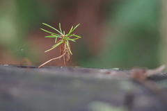 Pinus densiflora