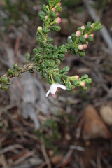 Philotheca verrucosa