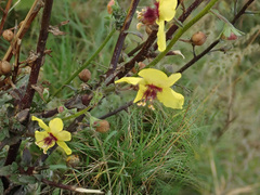 Verbascum blattaria