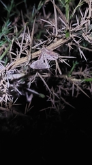 Chloroclystis filata