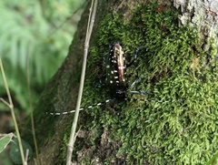 Anoplophora albopicta