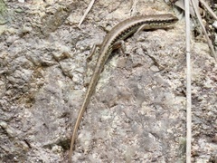 Sphenomorphus incognitus