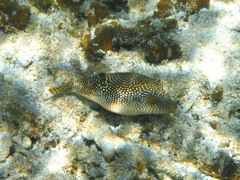 Canthigaster petersii
