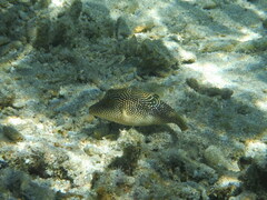 Canthigaster petersii