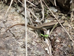 Sphenomorphus incognitus