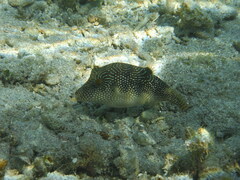 Canthigaster petersii