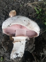 Agaricus bitorquis