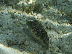 Canthigaster petersii