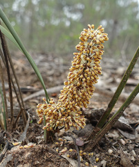 Lomandra multiflora multiflora
