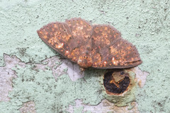 Sarobides inconclusa