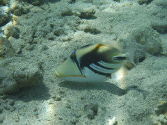 Rhinecanthus aculeatus