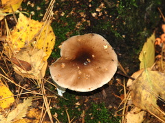 Pluteus
