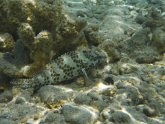 Epinephelus merra