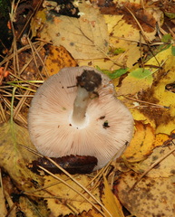 Pluteus
